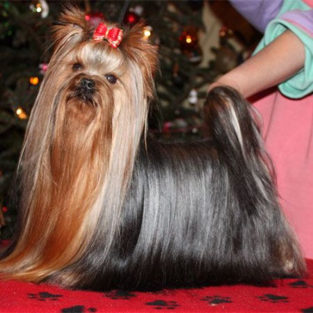 READY STEADY GO OF NEW DEAL APUKA